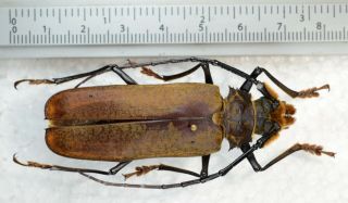Callipogon Jaspideus From Brazil Cerambycidae Prionidae Prioninae Only One
