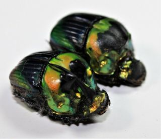 Scarabaeidae : Sulcophanaeus Imperator Imperator Big Pair