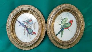 Vintage Oval Wood Framed Bird Prints By T.  Gould