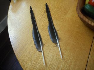 2 (two) Very Large Black Bird Feathers - Raven Or Crow - From Northern Arizona