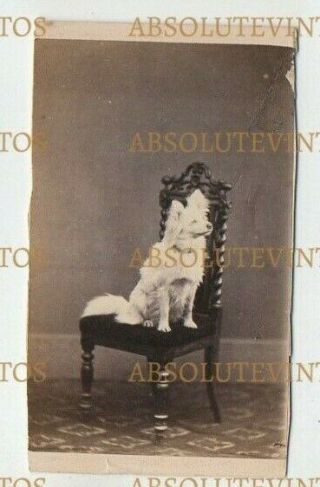 Old Cdv Photograph Pet Dog Breed ? Stonehouse Studio Whitby Vintage 1860s