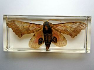 Poplar Sphinx Pachysphinx Occidentalis.  Mature Moth Clear Resin Encapsulation