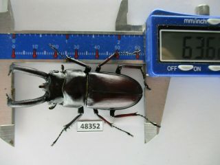 48352 Lucanidae: Weinreichius Perroti.  Vietnam S.  63mm