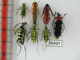 45437 Cerambycidae Sp.  Vietnam C