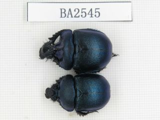 Beetle.  Geotrupidae Sp.  China,  C Yunnan,  Xinping County.  1p.  Ba2545.