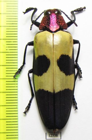 Buprestidae,  Chrysochroa Rugicollis,  Thailand