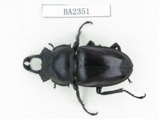 Beetle.  Neolucanus Sp.  China,  Guangdong,  Mt.  Naning.  1m.  Ba2351.