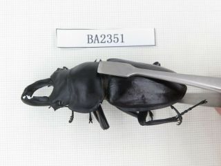 Beetle.  Neolucanus sp.  China,  Guangdong,  Mt.  Naning.  1M.  BA2351. 2