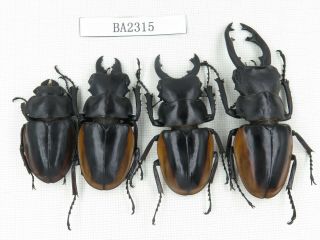 Beetle.  Odontolabis Cuvera Ssp.  China,  Guizhou,  Mt.  Miaoling.  3m1f.  Ba2315.