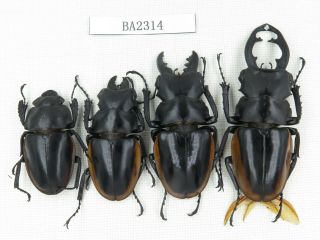 Beetle.  Odontolabis Cuvera Ssp.  China,  Guizhou,  Mt.  Miaoling.  3m1f.  Ba2314.