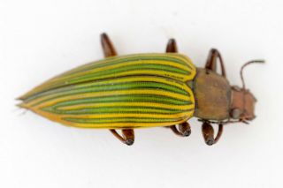 Tenebrionidae,  Tenebrionidae Sp.  Colombia