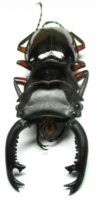 003 Pa : Lucanidae: Odontolabis Imperialis Komorii Male 58.  5mm