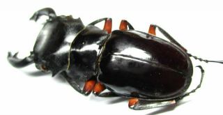 003 Pa : Lucanidae: Odontolabis imperialis komorii male 58.  5mm 2