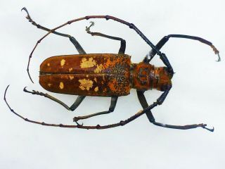 Batocera Wyllei Male Very Big 54mm,  Cerambycidae Cameroon