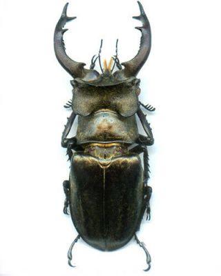 Coleoptera - Lucanidae - Lucanus Sericeus - Vietnam Male 63.  6 Mm