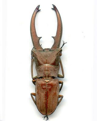 Coleoptera - Lucanidae - Cyclommatus Canalicalatus - Sumatra Is 48.  4 Mm