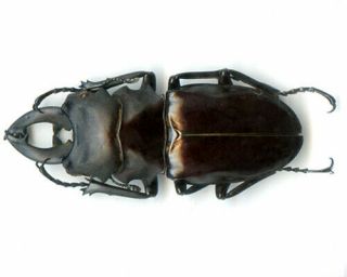 Coleoptera - Lucanidae - Odontolabis alces - Mindanao Is Pair 65.  55/43 mm 2