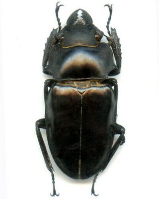Coleoptera - Lucanidae - Odontolabis alces - Mindanao Is Pair 65.  55/43 mm 3