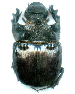 Coleoptera - Dynastidae - Helicopris Hamadryas - Tanzania