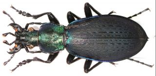 26.  Carabidae - Carabus (coptolabrus) Jankowskii Pseudosobaekensis.  Male