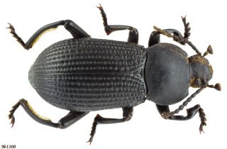 Coleoptera Tenebrionidae Gen.  Sp.  India Andhra Pradesh 19mm