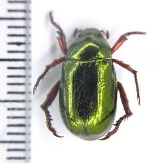 Scarabaeidae Rutelinae Anomala Sp.  5 N Vietnam Male