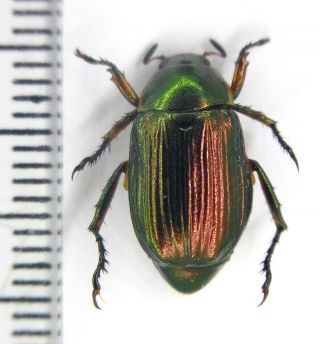 Scarabaeidae Rutelinae Anomala Sp.  9 N Vietnam Male