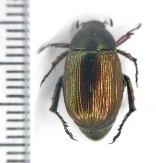 Scarabaeidae Rutelinae Anomala Sp.  10 N Vietnam Male