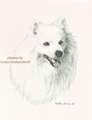 318 American Eskimo Dog Portrait Art Print Pen And Ink Drawing By Jan Jellins