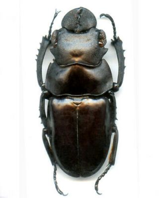 Coleoptera - Lucanidae - Odontolabis Latipennis - So.  Sumatra Is 65.  55 Mm