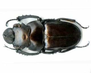 Coleoptera - Lucanidae - Odontolabis latipennis - So.  Sumatra Is 65.  55 mm 2