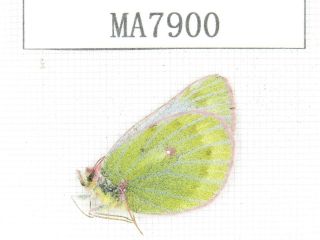 Butterfly.  Colias Sp.  China,  C Gansu,  S Of Jiayuguan.  1f.  Ma7900.