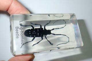 Asian Spotted Longhorn Beetle In Amber Clear Block Name Embedded Learning Aid