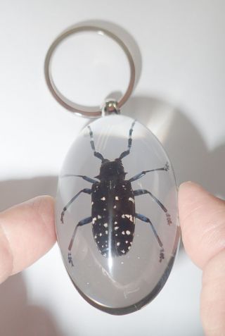 Insect Large Key Ring Asian Spotted Longhorn Beetle Specimen Sk83 Clear