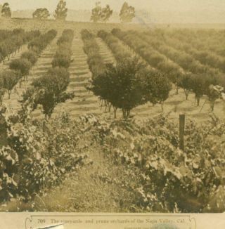 1909 Napa Valley California Wine Vineyard & Prune Orchard By Hc White Co.