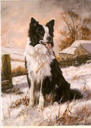 Border Collie Pack Of 5 Christmas Cards By John Trickett