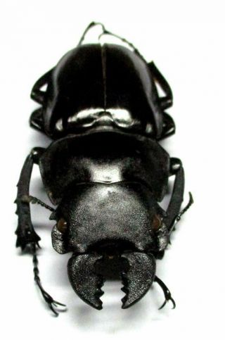 I024 El : Lucanidae: Odontolabis Fratellus Male 56.  5mm