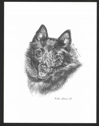 352 Schipperke Portrait Dog Art Print Pen & Ink Drawing Jan Jellins