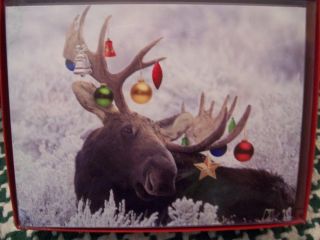 Leanin Tree Christmas Card Set Christmas Moose 12pk