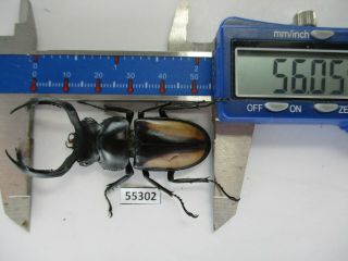 55302 Lucanidae: Rhaetulus Crenatus?.  Vietnam N.  56mm.  A1 -