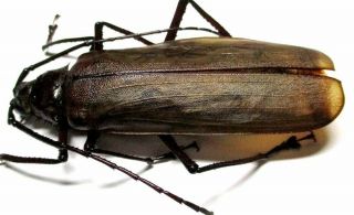 A002 El : Cerambycidae: Prioninae: Macrophysis Luzona Female 83mm