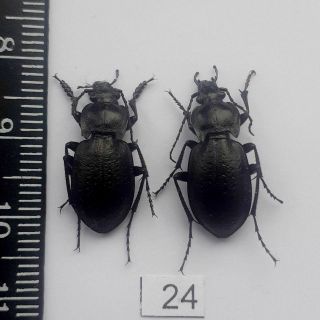 Beetles,  Insect,  Carabidae.  Carabus (trachycarabus) Scabriusculus Pair A2