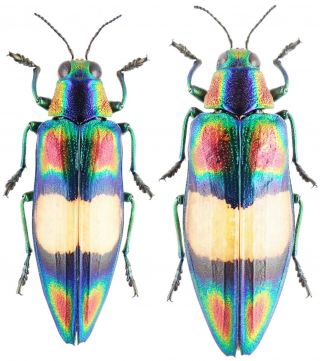 Insect - Buprestidae Chrysochroa Ephippigera - Fn.  Vietnam - Pair 40mm,  / -.