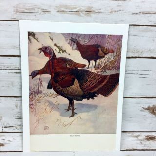Vintage 1917 Lynn Bogue Hunt Wild Turkey Print Ad