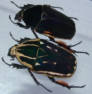 Mecynorrhina Ugandensis,  Female A 52 Mm,  Female A 47 Mm