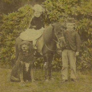 Antique Cdv Photo,  Boy & Girl,  Pony,  Curly Coated Retriever Dog,  Kirkcaldy,  Scotland