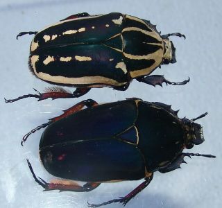 Mecynorrhina Ugandensis,  Female A2 54 Mm,  Female A 51 Mm