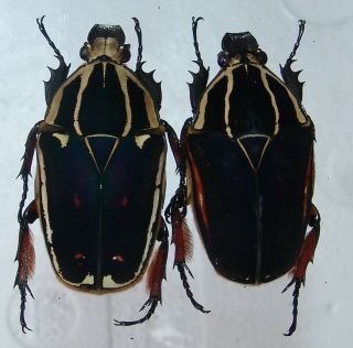 Mecynorrhina Ugandensis,  Female A 54 Mm,  Female A 53 Mm