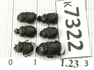 K7322 Unmounted Beetle Carabidae Scarabaeidae Vietnam Central