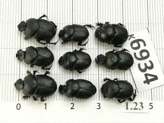 K6934 Unmounted Beetle Carabidae Scarabaeidae Vietnam Central